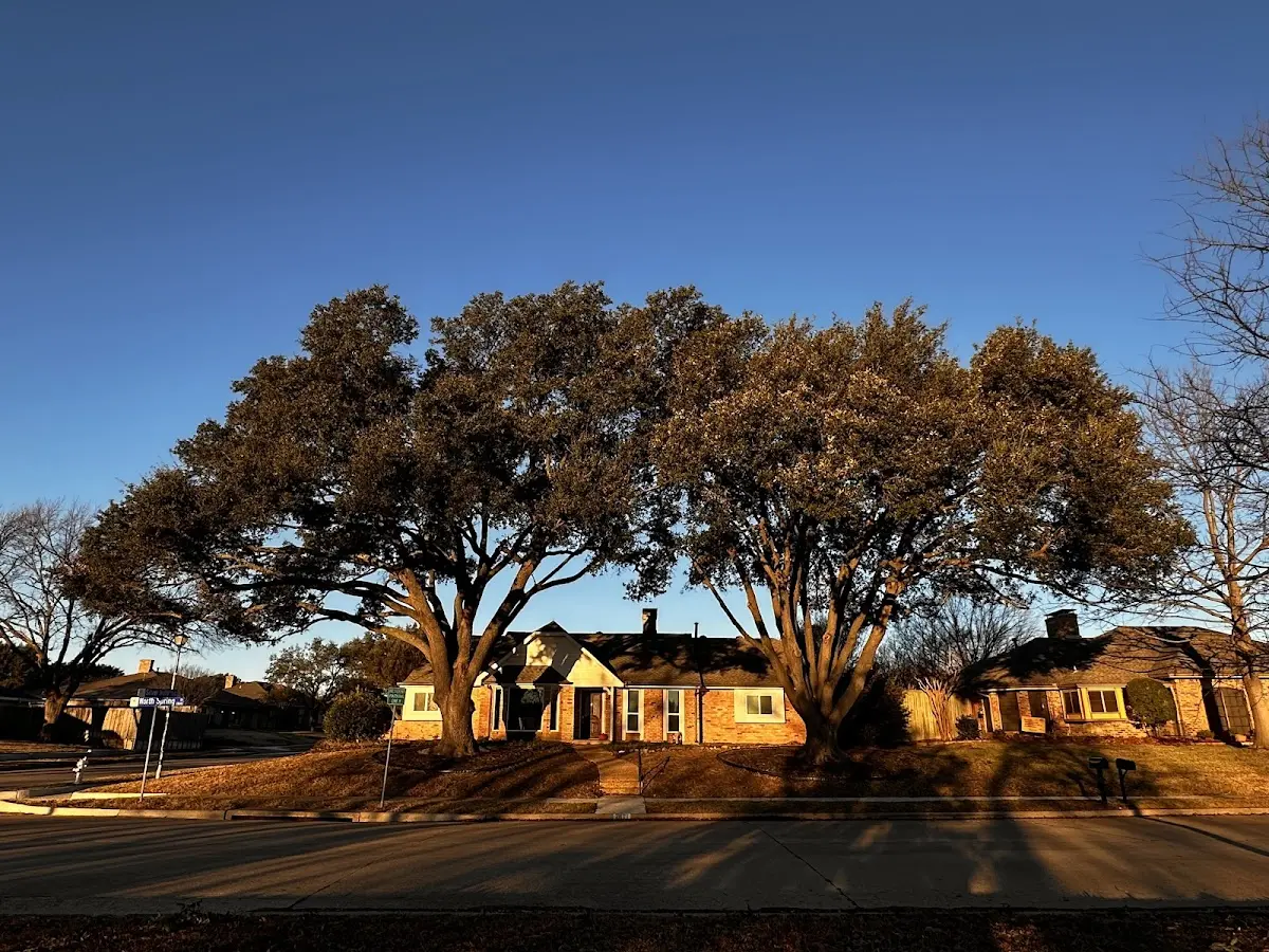 Established residential canopy tree shading a home in Loomis